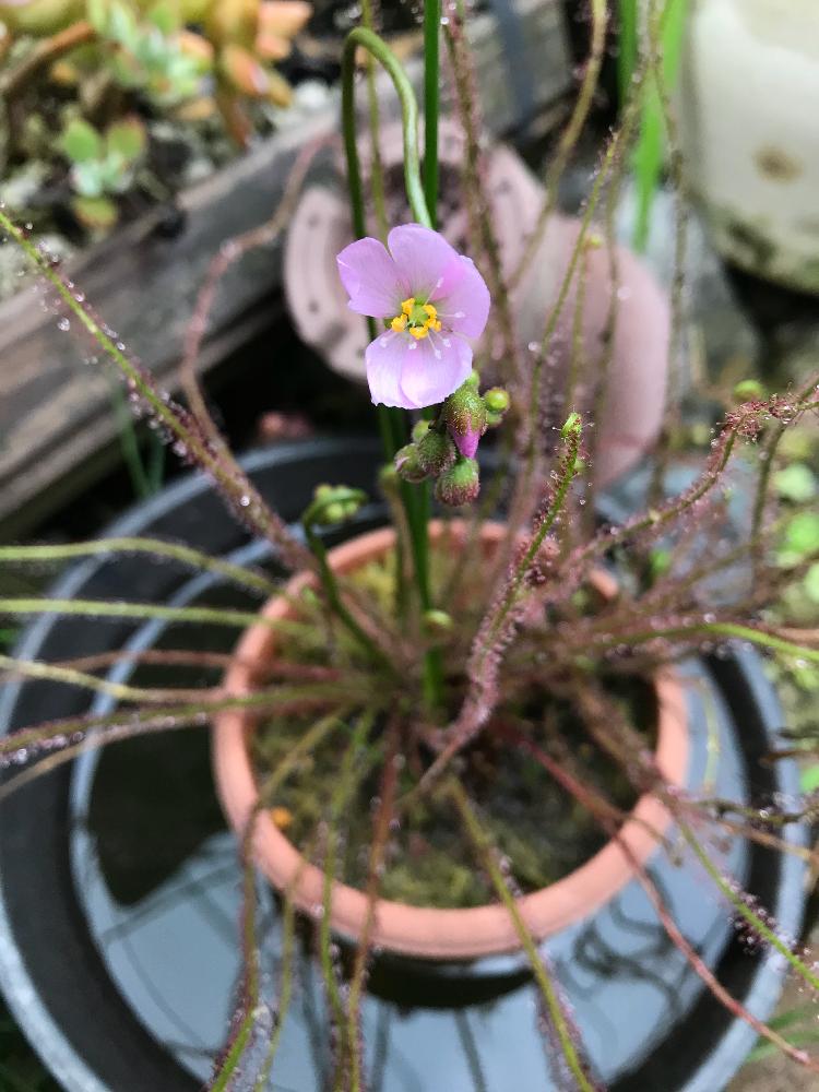 食虫植物 モウセンゴケの投稿画像 By いろはさん 植中毒とモウセンゴケ類とモウセンゴケ属とモウセンゴケの種類とドロセラ類と食虫植物広め隊 18月6月12日 Greensnap グリーンスナップ