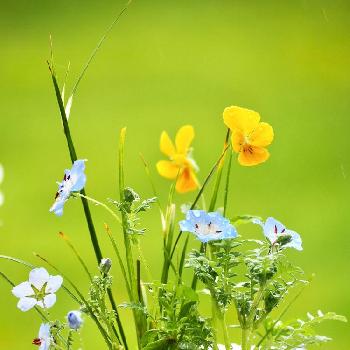 季節遅れの花の投稿画像一覧 Greensnap グリーンスナップ