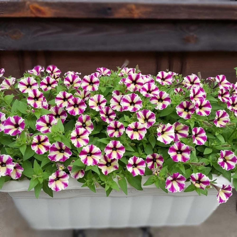 スーパーチュニアラズベリーチーズの投稿画像 By はなさん 自己満足と切り戻し後と植中毒と鉢植えと花のある暮らしと成長記録 18月6月12日 Greensnap グリーンスナップ