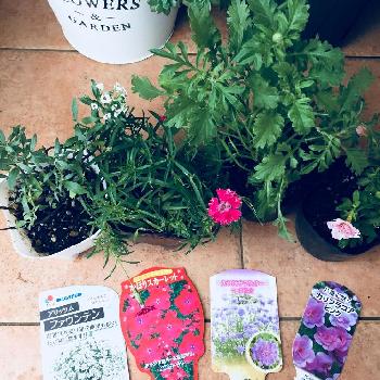 矮性なでしこ かほりスカーレットの投稿画像一覧 Greensnap グリーンスナップ