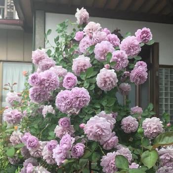 バラ オベリスクの投稿画像一覧 Greensnap グリーンスナップ