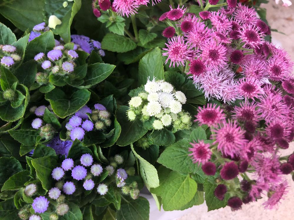 アゲラタムの投稿画像 By 和さん ふわふわとアゲラタムの花とつぼみと花のある暮らしとかわいいと紫の花 18月6月12日 Greensnap グリーンスナップ
