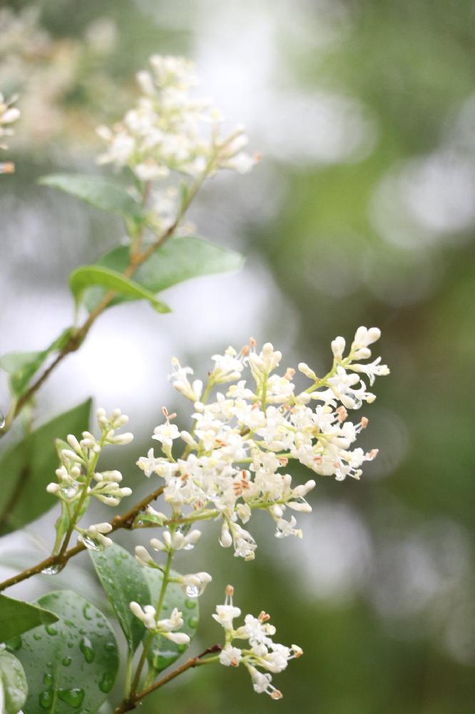 ネズミモチの投稿画像 By カヲリンさん 雨の日の一枚と庭木と花のある暮らしと白い花と山の木の花 18月6月 12日 Greensnap グリーンスナップ