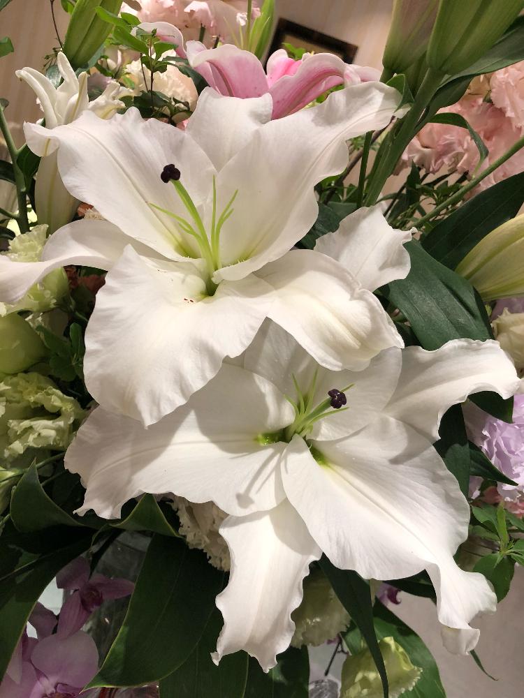 カサブランカの投稿画像 By ちはやふるさん 花瓶 フラワーベースコンテストと夏の花と花瓶と花のある暮らしと花束 18月6月12日 Greensnap グリーンスナップ