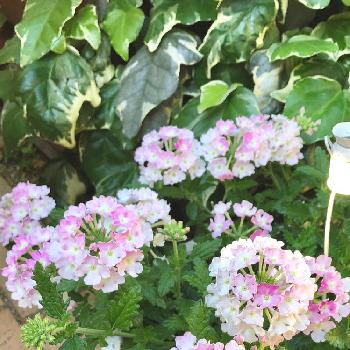 栄養系の画像 by ひさマロさん | 小さな庭と冬越しした植物♡とバーベナ☆と植物だいすきと植中毒とピンク大好きとピンク色の花と大好きな色合いと花のある暮らしとお花のある生活とかわいいな♡と栄養系