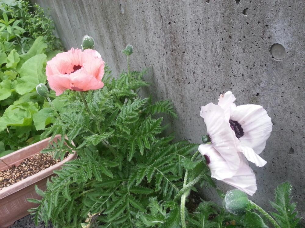 オリエンタルポピーの投稿画像 By Yousukeさん 背の高い花と花のある暮らしと白い花と北海道 18月6月12日 Greensnap グリーンスナップ