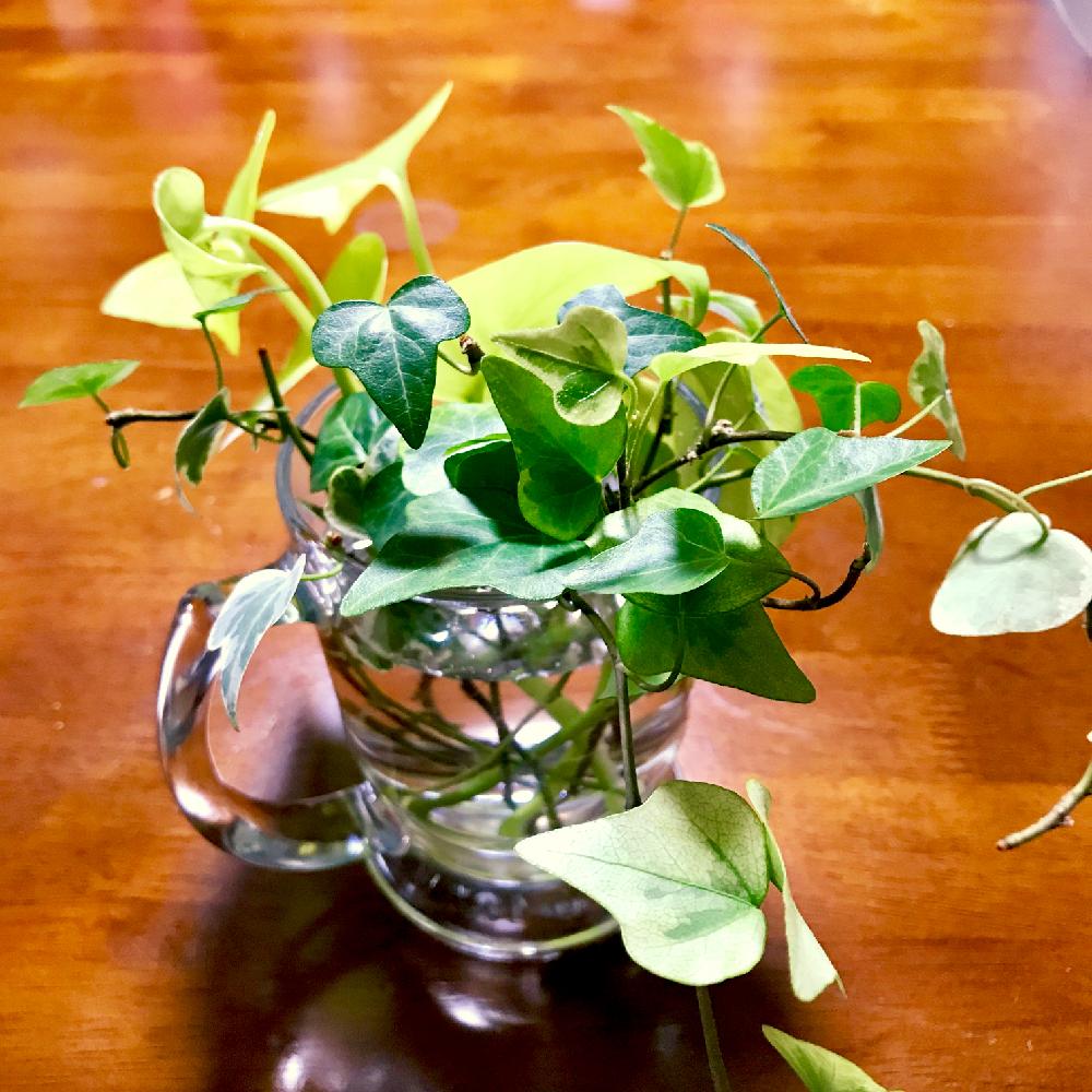 アイビーの投稿画像 By 初葉さん ポトスと観葉植物と寄せ植え 18月6月12日 Greensnap グリーンスナップ