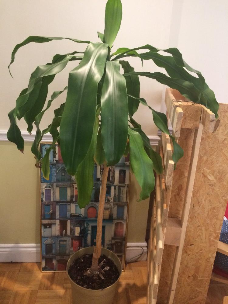 ドラセナフラグランスの投稿画像 By りえさん 18月6月13日 Greensnap グリーンスナップ Greensnap グリーンスナップ