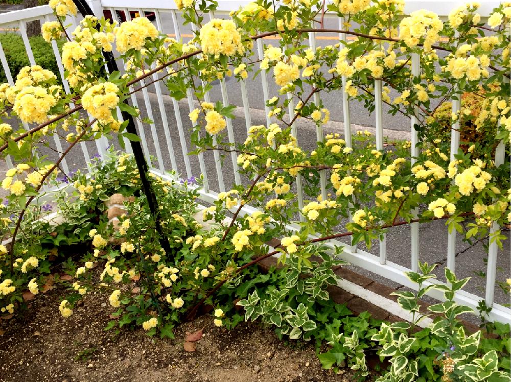 ローズアーチの投稿画像 By Flower さん 黄色モッコウバラとイキイキ 元気と花壇とgs映えとgs日和と金運 幸運 とガーデニングと感謝 ありがとう と花のある暮らしとお庭とかわいいと可愛い 18月6月13日 Greensnap グリーンスナップ