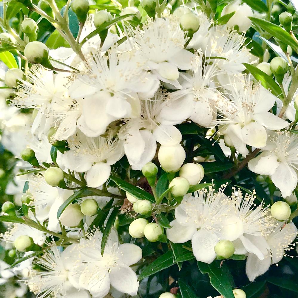 ギンバイカ マートル の投稿画像 By ポロさん ミルトスと銀梅花 18月6月13日 Greensnap グリーンスナップ Greensnap グリーンスナップ