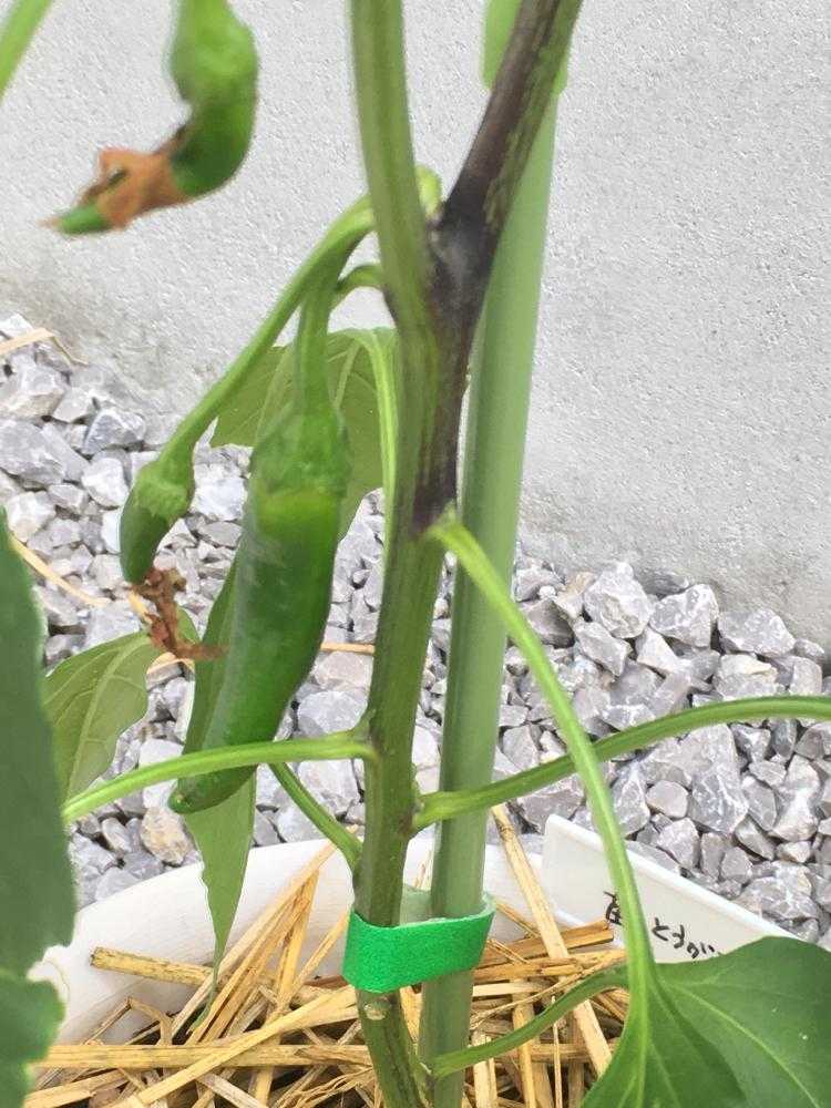 苗から育てるシシトウ Greensnap グリーンスナップ