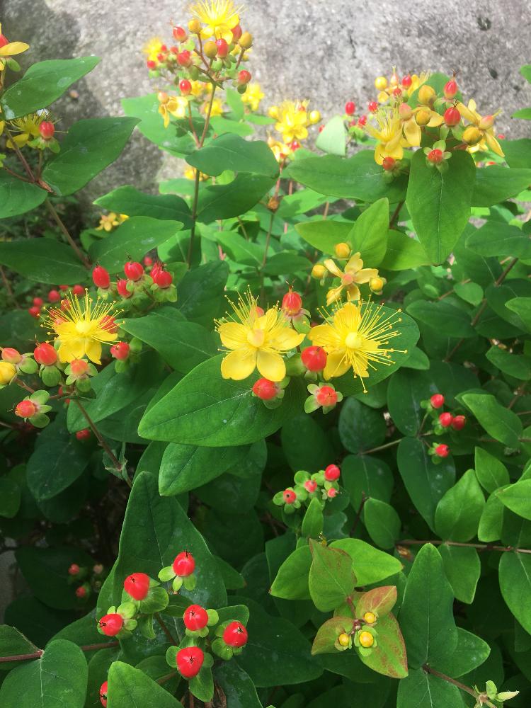 ヒペリカムの実の投稿画像 By さくらむかえさん 可愛いと花のある暮らしとヒペリカムの黄色の花と赤い実 18月6月13日 Greensnap グリーンスナップ