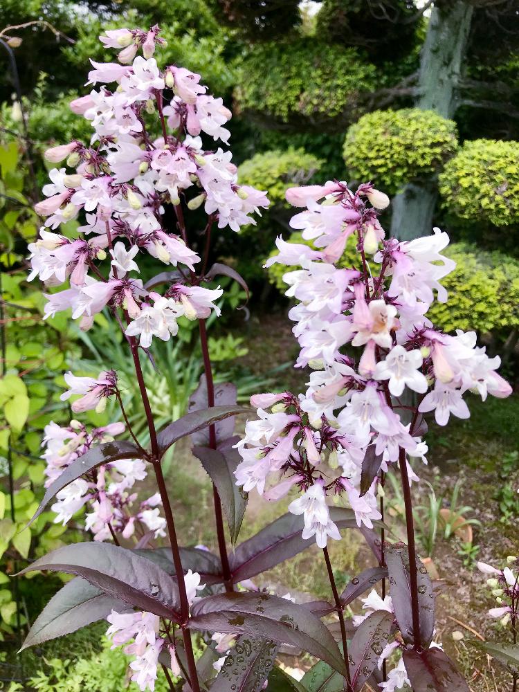 ペンステモン ハスカーレッドの投稿画像 By にゃもなすさん 花壇 18月6月13日 Greensnap グリーンスナップ