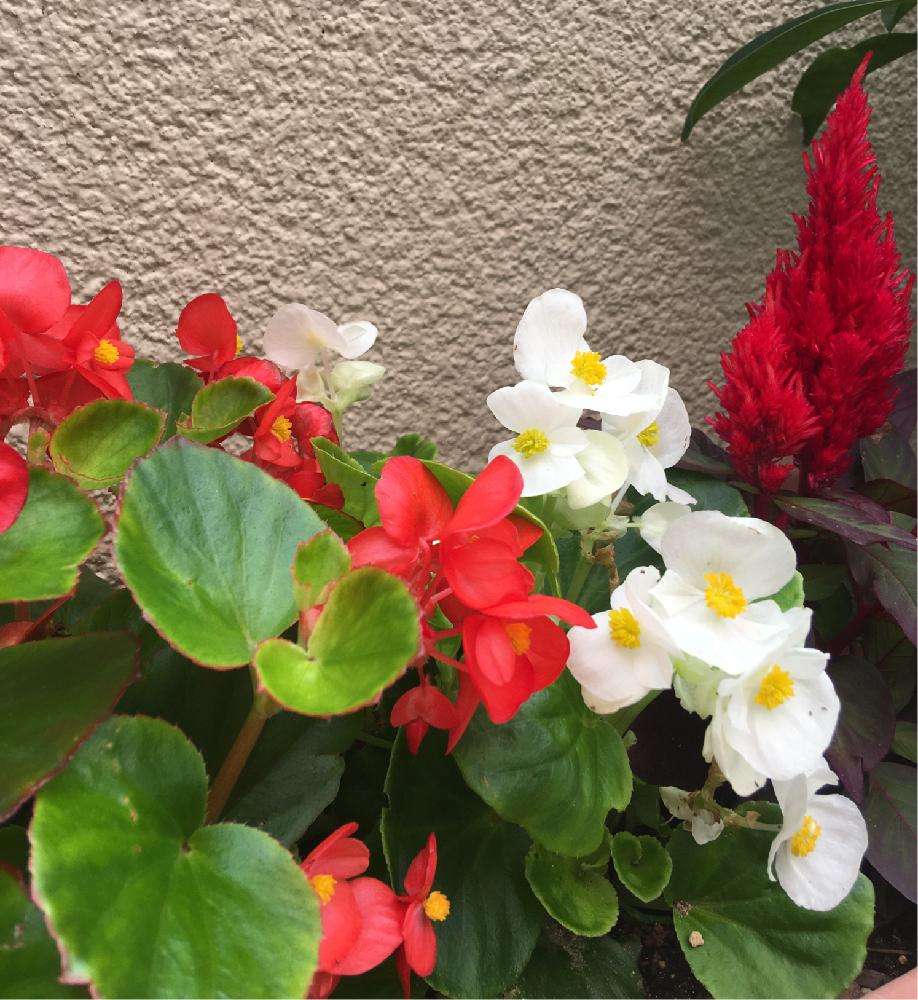 赤い花の投稿画像 By クッキーさん 鉢植えと花のある暮らしと白い花と梅雨の中休みと寄せ植えと赤い花と鉢植えと花のある暮らしと白い花と梅雨の中休みと寄せ植え 18月6月13日 Greensnap グリーンスナップ Greensnap グリーンスナップ