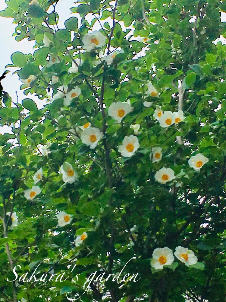 夏椿 沙羅の投稿画像 By さくらさん ヒメシャラの木と株立ちヒメシャラと午後の散歩 18月6月13日 Greensnap グリーンスナップ