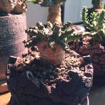 ユーフォルビア ブレビラマの投稿画像一覧 Greensnap グリーンスナップ