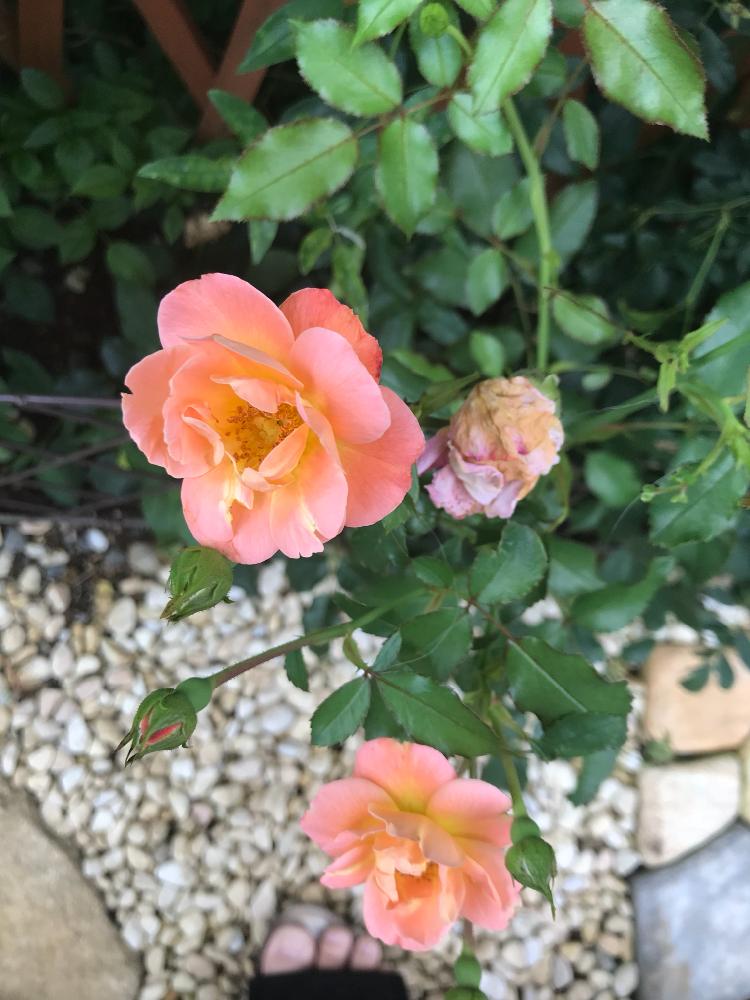 アンバーローズの投稿画像 By にたまごさん 花のある暮らしとお花好きの人と繋がりたいと雨に輝く 18月6月13日 Greensnap グリーンスナップ