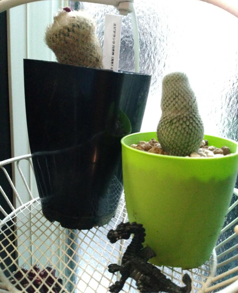 エピテランサ天世界の投稿画像 By ねこかぷとさん エピテランサ月世界とサボテン科 18月6月13日 Greensnap グリーンスナップ