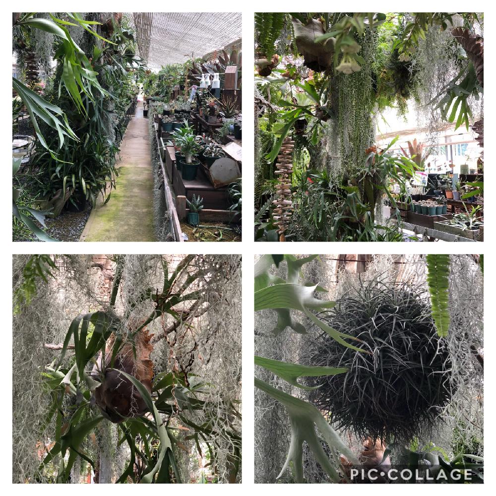 千葉県成田市前林987 1の投稿画像 By よーすけさん Botanical Cafe Breedとボタニカルカフェとno Green No Lifeと植中毒とlaugh Peace 18月6月13日 Greensnap グリーンスナップ