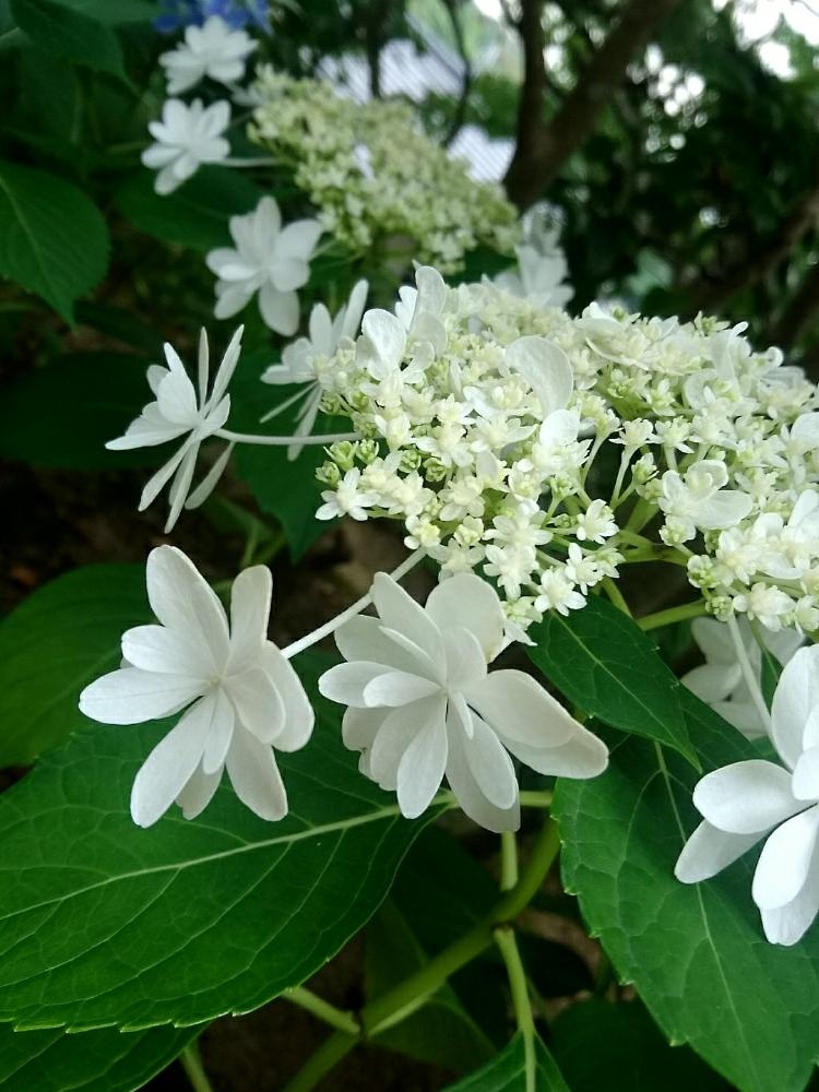 アジサイ ウェディングドレスの投稿画像 By モズクさん 広い庭と あじさい18 コンテストと あじさい18 コンテスト 18月6月13日 Greensnap グリーンスナップ Greensnap グリーンスナップ