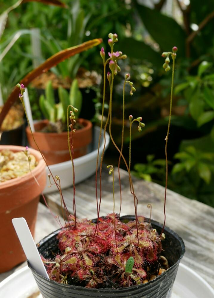 トウカイコモウセンゴケの投稿画像 By Phszyさん 食虫植物と山野草と植中毒とモウセンゴケ類と珍奇植物とビザールプランツ 18月6月13日 Greensnap グリーンスナップ