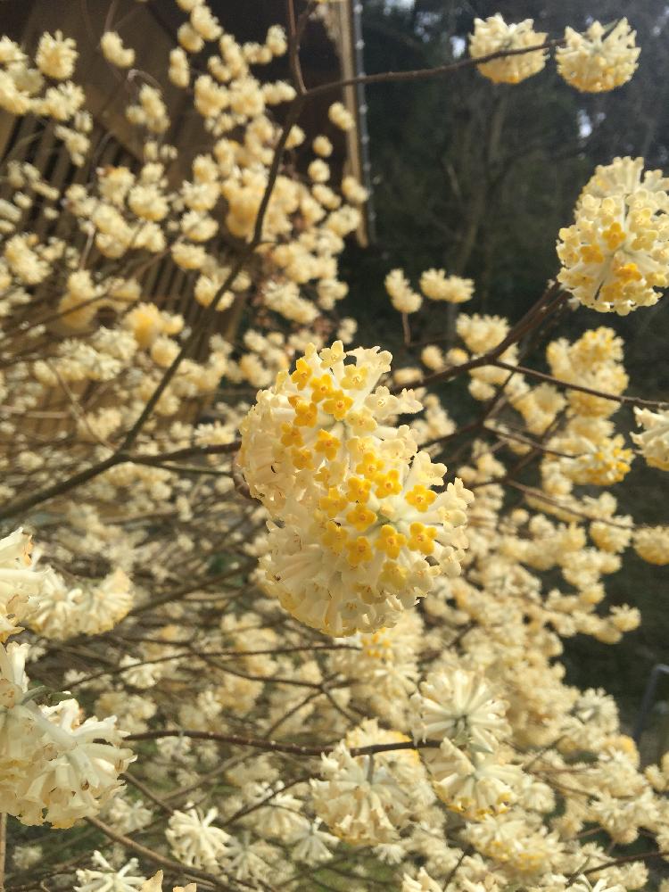 ミツマタの投稿画像 By Anneさん 白い花と春のお花と３月の花 18月6月13日 Greensnap グリーンスナップ