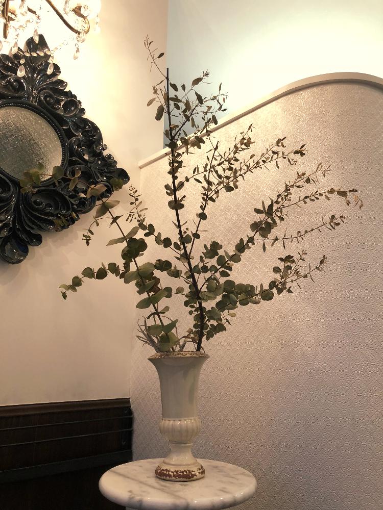 ドライフラワーの投稿画像 By Chopin ショパン さん ベイビーブルーとユーカリグニー とユーカリの木とフトモモ科とユーカリ とプルベルレンタと庭のユーカリとユーカリ ドライフラワーとgreenと銀世界ユーカリとユーカリドライとシルバーリーフとantiqueとアンティーク