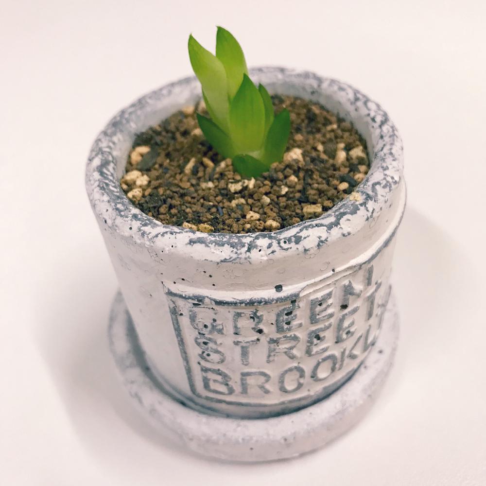 ハオルチア ロゼアの投稿画像 By はるさん ハオルチア属と植え替えと発根と植中毒とカキ仔とタニラーと多肉初心者 18月6月14日 Greensnap グリーンスナップ