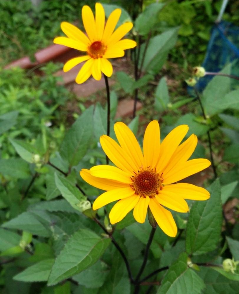 ヘリオプシスの投稿画像 By リュウさん 黄色の花と黄色い花と黄色と幸せの黄色い花 18月6月14日 Greensnap グリーンスナップ
