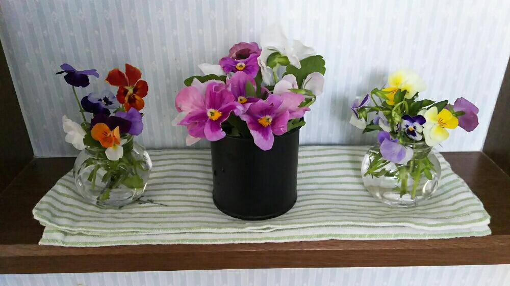花のある暮らしの投稿画像 By Sakuraさん 今日のお花とちょこっと花と庭のお花 18月6月14日 Greensnap グリーンスナップ