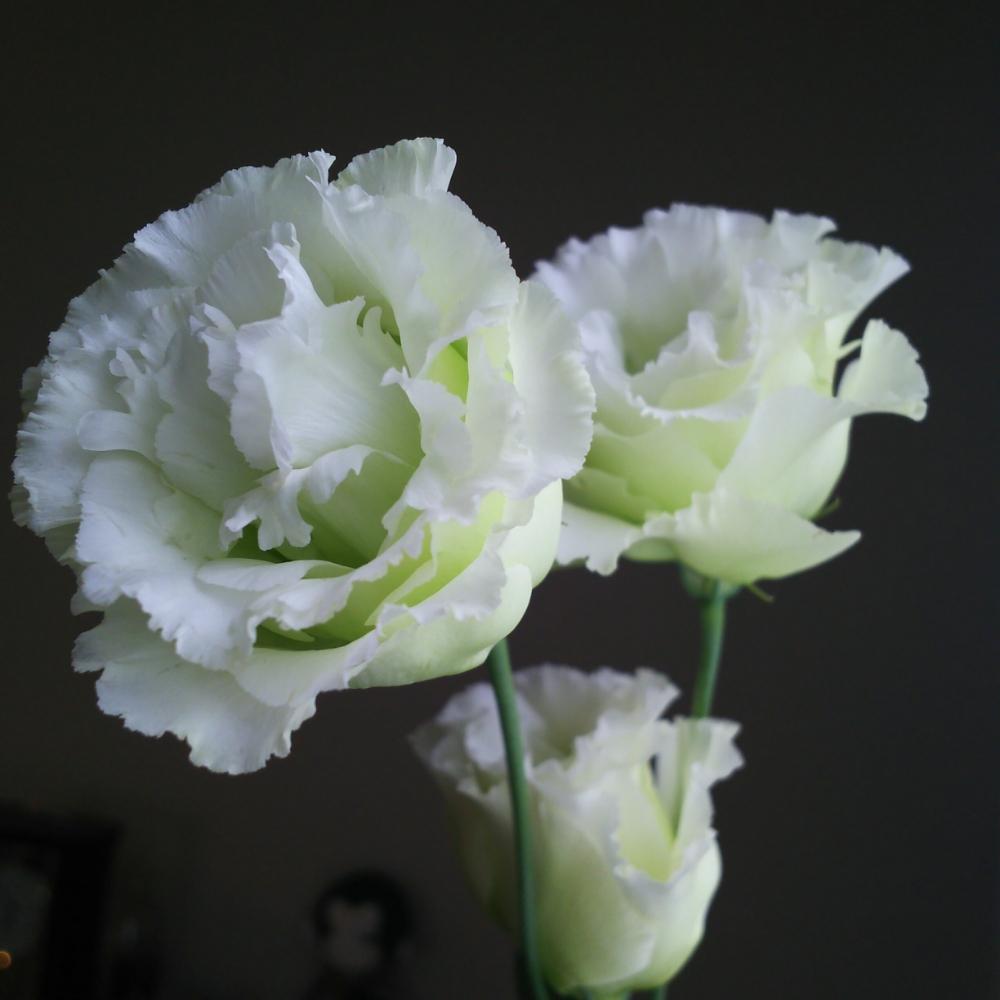 トルコキキョウの投稿画像 By くろのわーるさん 白い花と切り花と花のある暮らし 18月6月14日 Greensnap グリーンスナップ