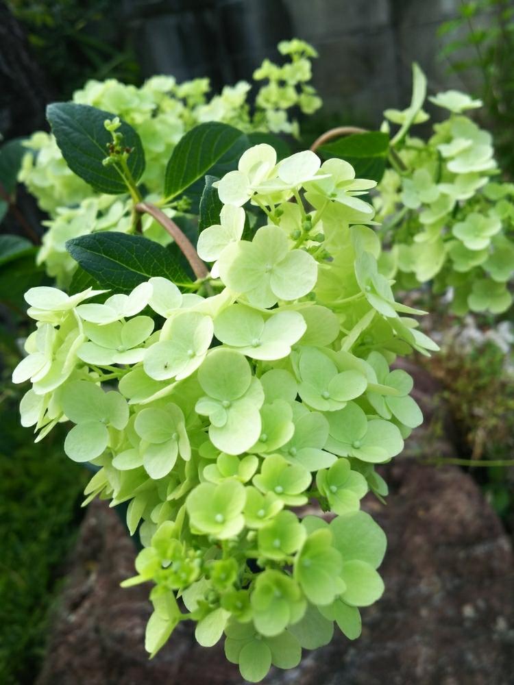 ピラミッドアジサイ サンデーフレーズの投稿画像 By くにちゃんさん キュンキュン乙女倶楽部と三重支部と三重支部no 5と小さな庭と あじさい 18 コンテストとキュンキュン乙女倶楽部と三重支部と三重支部no 5と あじさい18 コンテスト 18月6月14日