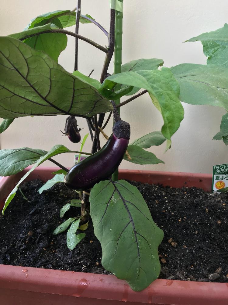 ナスの投稿画像 By ぴーやんさん プランターと家庭菜園とベランダガーデンとベランダ菜園と夏野菜 18月6月14日 Greensnap グリーンスナップ