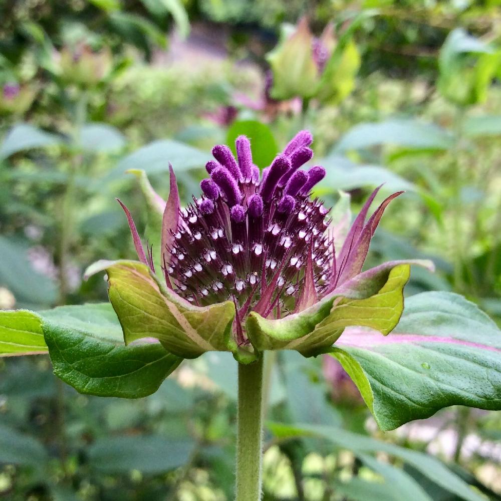 小さな庭の投稿画像 By 8787さん ベルガモット とつぼみと植中毒とモナルダ と紫色のタイマツソウと花のある暮らしとベルガモット とつぼみと植中毒と モナルダ と紫色のタイマツソウと花のある暮らし 18月6月14日 Greensnap グリーンスナップ Greensnap