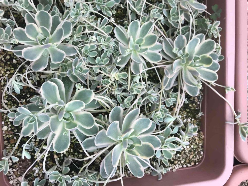 子持ち蓮華錦 鏡花の育て方！｜?GreenSnap（グリーンスナップ）