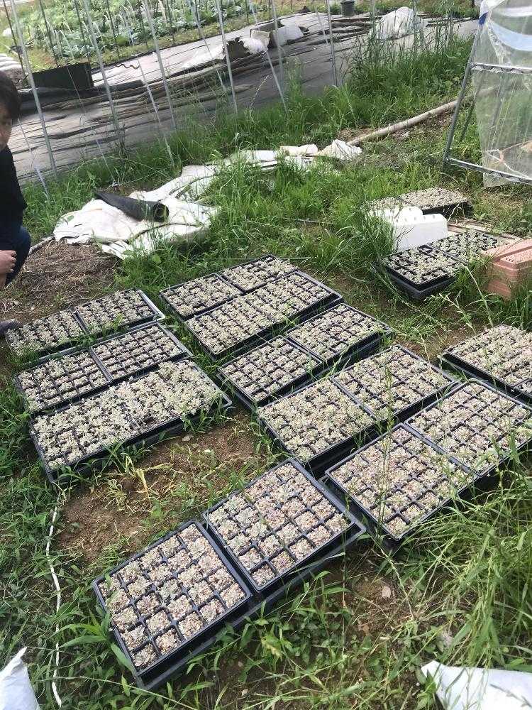 子持ち蓮華錦 鏡花の育て方！｜🍀GreenSnap（グリーンスナップ）