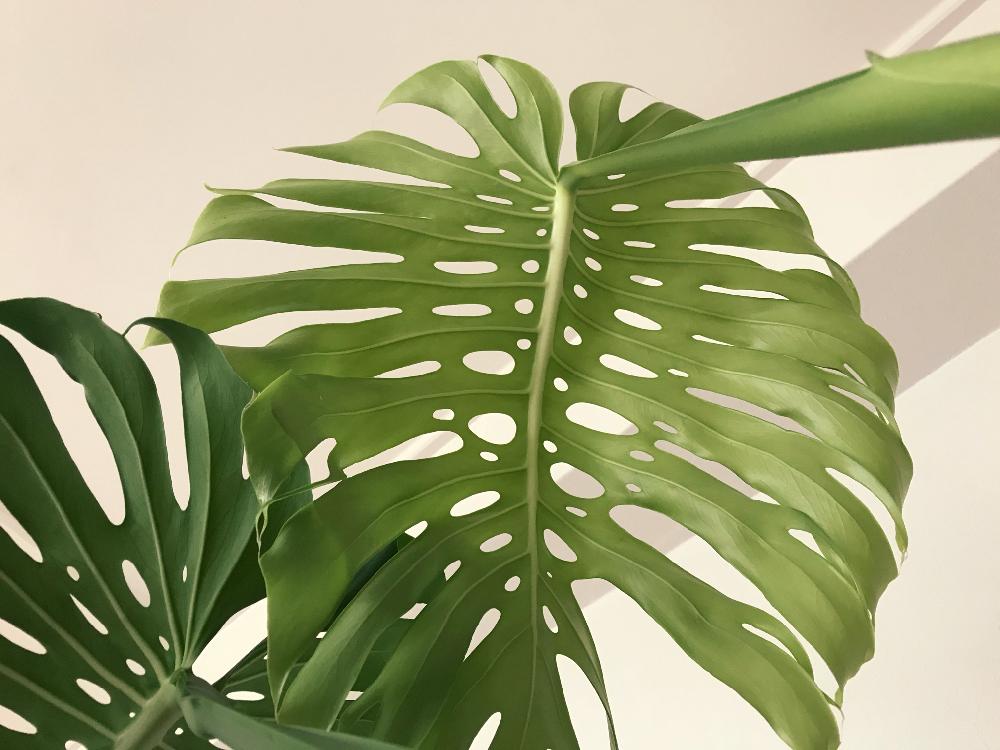 モンステラ デリシオーサの投稿画像 By ドレミさん 観葉植物と雨に輝くとgs日和と植中毒とタニラーと花のある暮らしとバルコニスト 18月6月14日 Greensnap グリーンスナップ