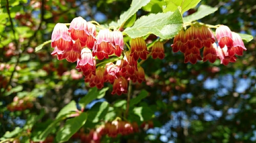 サラサドウダンの投稿画像 By Choppyさん ドウダンツツジと山歩きと山野草 18月6月14日 Greensnap グリーンスナップ サラサドウダンの投稿画像 By Choppyさん ドウダンツツジと山歩きと山野草 18月6月14日 Greensnap グリーンスナップ