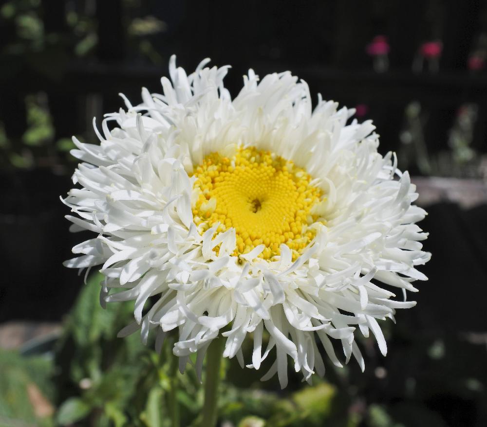 シャスターデージー エンジェリナの投稿画像 By あんころもちさん 小さな庭とガーデニングとガーデンと新規購入とガーデニングとガーデンと新規購入 18月6月14日 Greensnap グリーンスナップ Greensnap グリーンスナップ