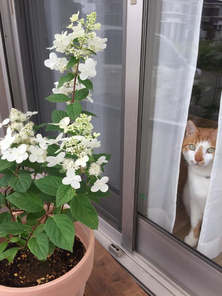 ピラミッドアジサイ サンデーフレーズの投稿画像 By むぎさん テラスと梅雨に負けないと小さな花壇と植中毒とガーデニング初心者と小さな小さな庭と花のある暮らしと あじさい18 コンテストと梅雨に負けないと小さな花壇と植中毒とガーデニング初心者と小さな小さな