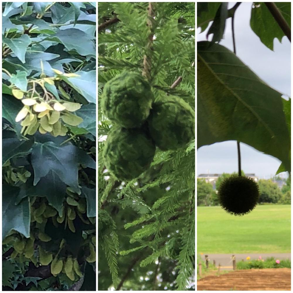 トウカエデの実の投稿画像 By 花ママ さん プラタナス スズカケノキと落羽松 ラクウショウ 18月6月14日 Greensnap グリーンスナップ Greensnap グリーンスナップ