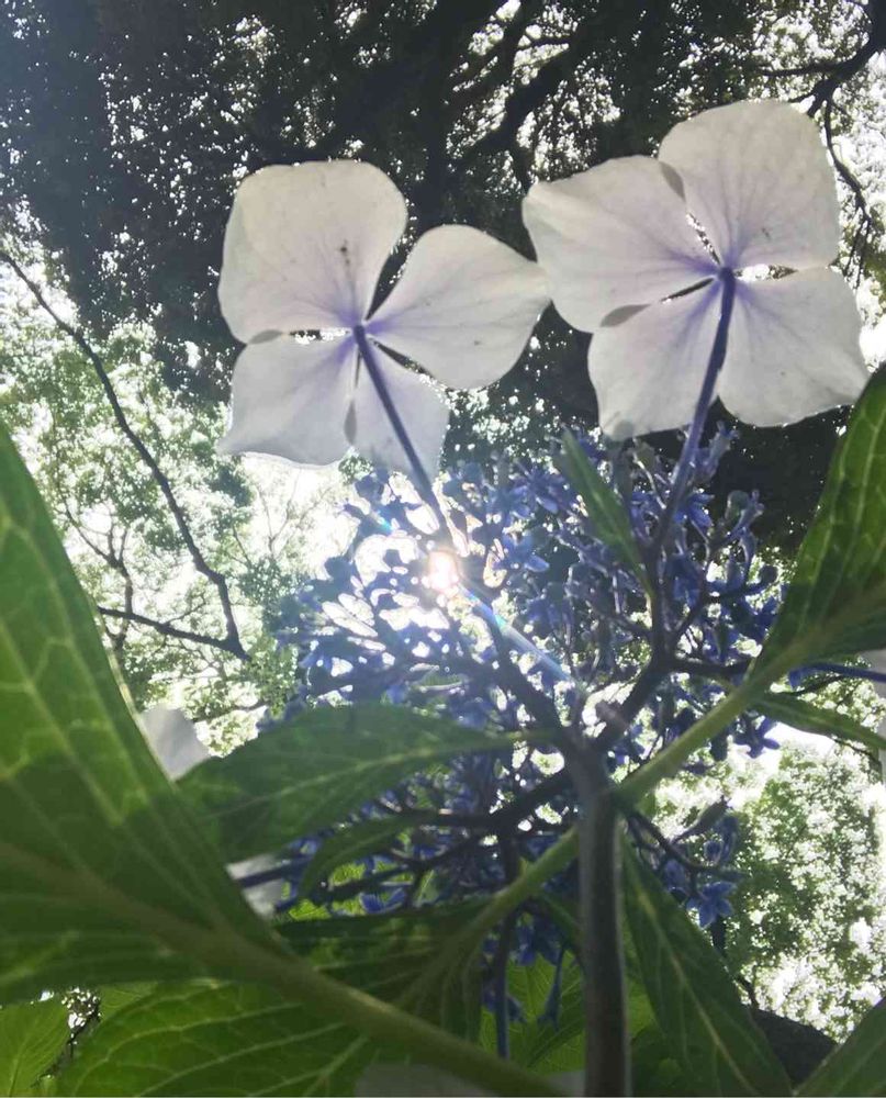 somechanさんの山下公園への投稿