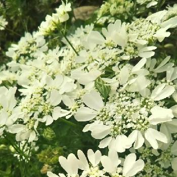 緑と白の投稿画像一覧 Greensnap グリーンスナップ