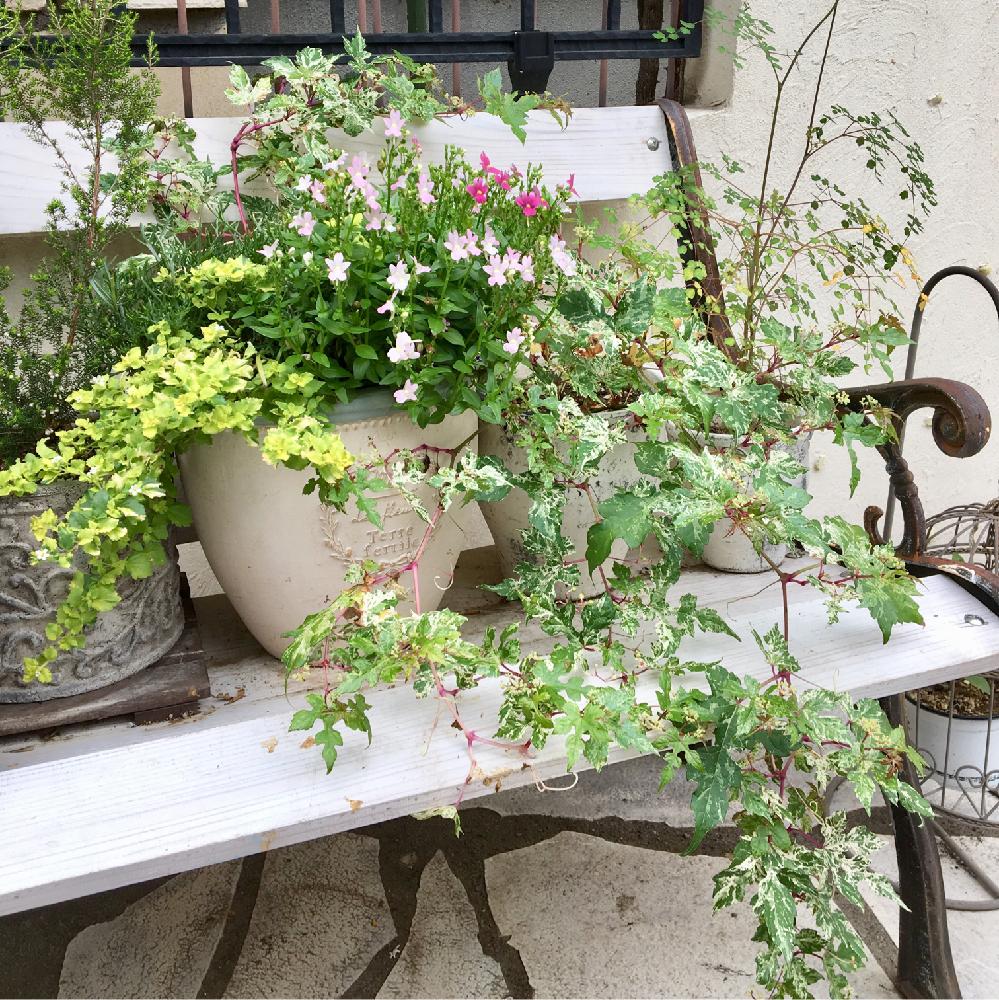 斑入りノブドウの投稿画像 By Luireさん タリクトラム デラバイとネメシアとバコパとエリカ コットンヒースとluire S へなちょこdiyとキュンキュン乙女倶楽部とナチュラルスタイルとガーデニングと花のある暮らしと実のなる植物 18月6月14日 Greensnap グリーン