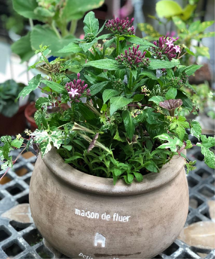 お出かけ先の投稿画像 By みちょポンチさん 植中毒と和ペチュニア と職場にてと花のある暮らしと斑入りノブドウ とペンタスギャラクシー と仕事で作る 寄せ植えと植中毒と和ペチュニア と職場にてと花のある暮らしと斑入りノブドウ とペンタスギャラクシー と仕事で