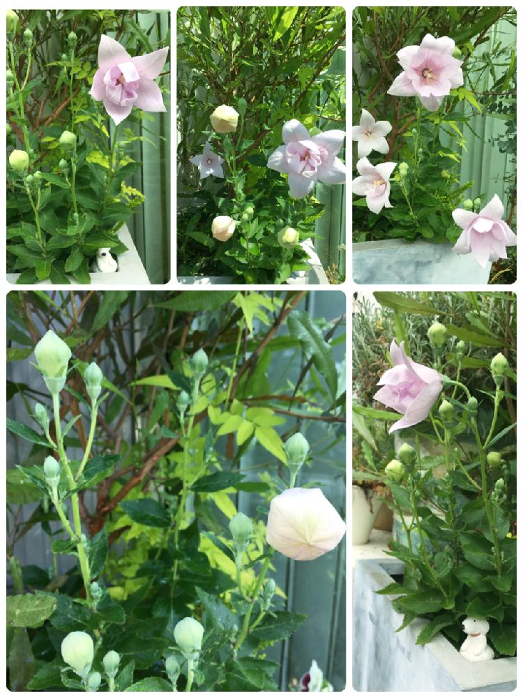 トルコキキョウの投稿画像 By 隙間ガーデニン さん 隙間 と寄せ植えと2年目とピンク ピンクと記念の一枚とまだまだ咲きますと多年草と成長記録と白い花と紫の花 18月6月14日 Greensnap グリーンスナップ