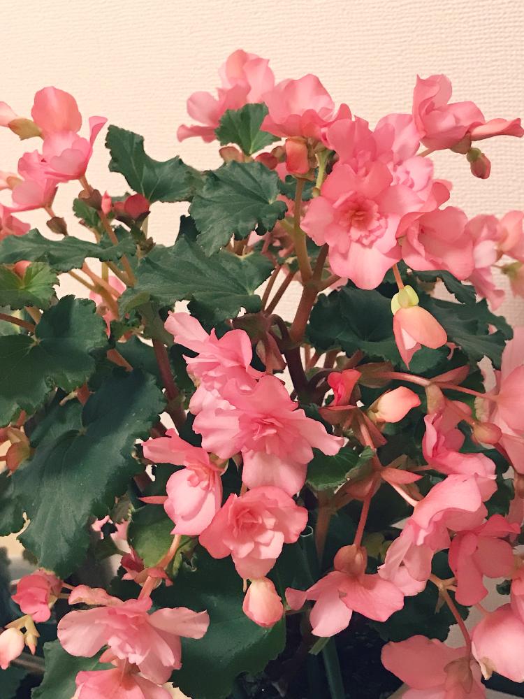 ベゴニアの投稿画像 By Frillさん 鉢植えと室内組とピンクの花と非耐寒性 18月6月14日 Greensnap グリーンスナップ