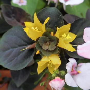 世界的に有名な リシマキア ペルシャンチョコレート ロングサイズ 植物 観葉植物