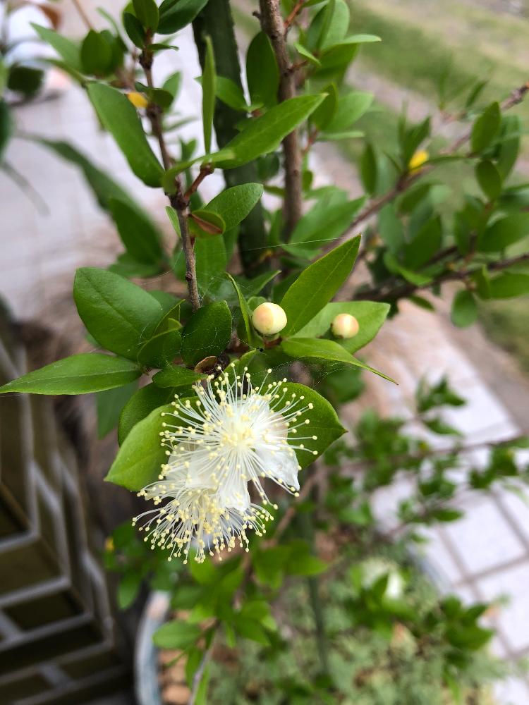 マートル ギンバイカ の投稿画像 By たかりえさん ギンバイカ マートル とギンバイカ 18月6月15日 Greensnap グリーンスナップ