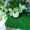 ブラッククローバーの育て方 種まきや植え替えの時期は Greensnap グリーンスナップ ブラッククローバーの育て方 種まきや植え替えの時期は Greensnap グリーンスナップ